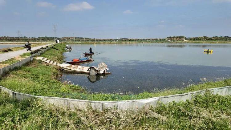 武漢江夏一地大閘蟹大量上市<strong></p>
<p>西鳳酒
</strong>，日產1000斤當天售完，每只螃蟹有自己的“身份證”，吃深海小黃魚長大:西鳳酒
